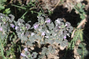 Ajuga decumbens, Bugleweed veya Lallemantia Royleana
