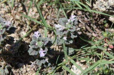 Ajuga decumbens, Bugleweed veya Lallemantia Royleana