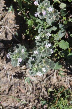 Ajuga decumbens, Bugleweed veya Lallemantia Royleana