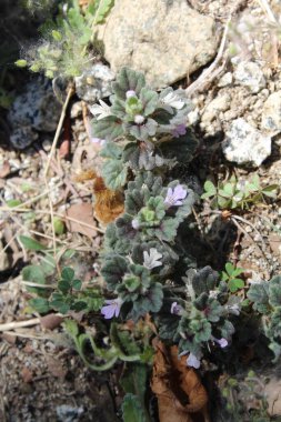 Ajuga decumbens, Bugleweed veya Lallemantia Royleana