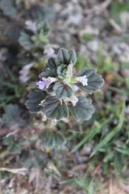 Ajuga decumbens, Bugleweed veya Lallemantia Royleana