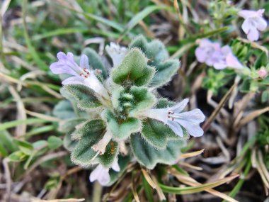Ajuga decumbens, Bugleweed veya Lallemantia Royleana