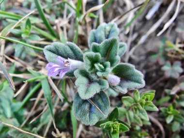 Ajuga decumbens, Bugleweed veya Lallemantia Royleana