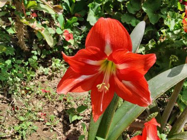 Amaryllis, Hippeastrum veya Çizgili Barbados zambağı
