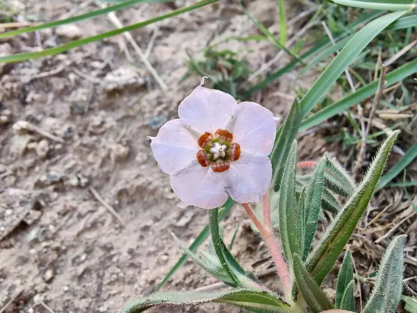 Trikodesma, deve çalısı veya sığır çalı ve çiçekler 