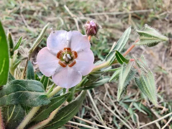 Trikodesma, deve çalısı veya sığır çalı ve çiçekler 