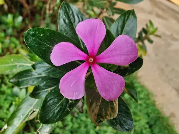 Catharanthus Roseus veya Madagaskar Periwinkle