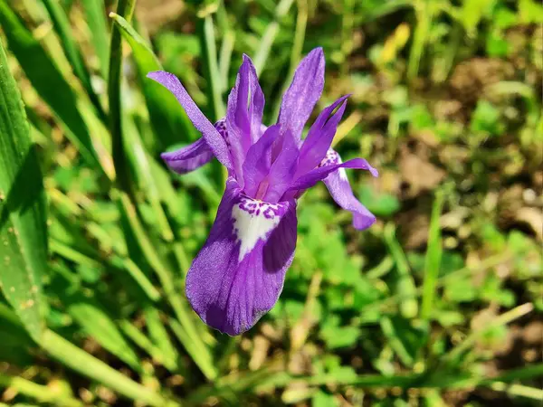 Cüce iris, Barbar fındığı ya da Moraea sirinhium mor çiçekleri. 