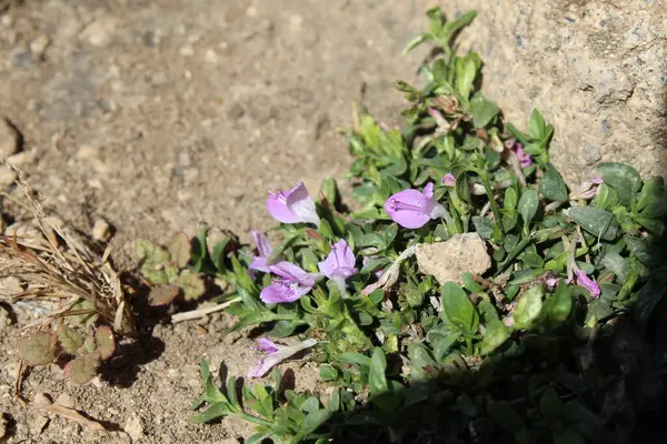 Dicliptera baphica veya Mountain Foldwing