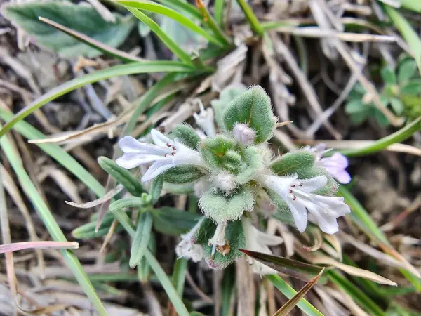 Ajuga decumbens, Bugleweed veya Lallemantia Royleana