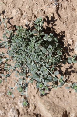 Felty Germander veya Teucrium Polium