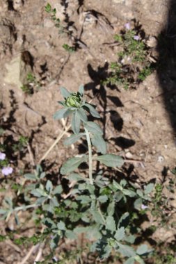 Felty Germander veya Teucrium Polium