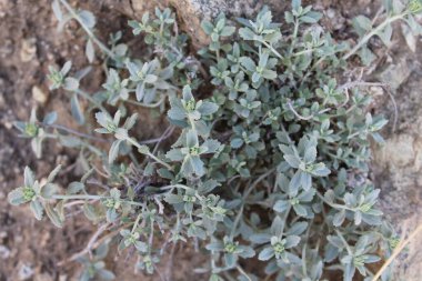 Felty Germander veya Teucrium Polium