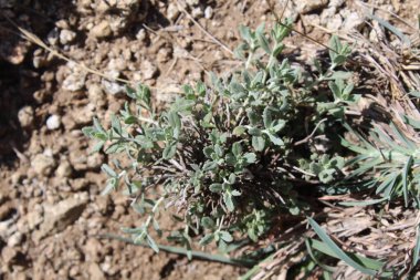 Felty Germander veya Teucrium Polium