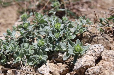 Felty Germander veya Teucrium Polium