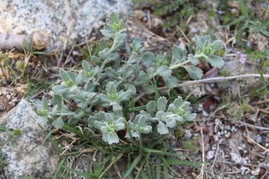 Felty Germander veya Teucrium Polium