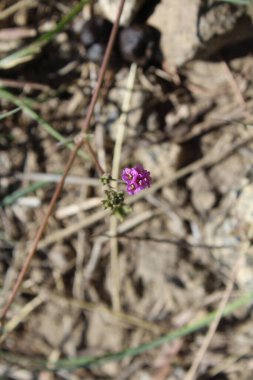 Boerhavia diferusa, yaban domuzu ya da Punarnava