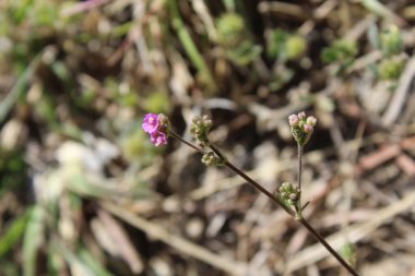 Boerhavia diferusa, yaban domuzu ya da Punarnava