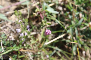 Boerhavia diferusa, yaban domuzu ya da Punarnava