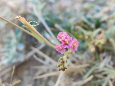 Boerhavia diferusa, yaban domuzu ya da Punarnava