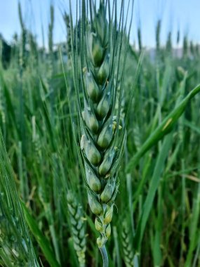 Buğday Mısırı veya Triticum aestivum ekili mahsul