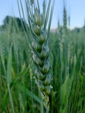 Buğday Mısırı veya Triticum aestivum ekili mahsul