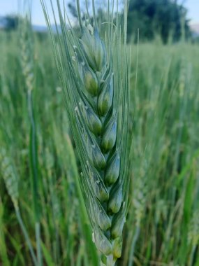 Buğday Mısırı veya Triticum aestivum ekili mahsul