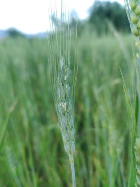 Buğday Mısırı veya Triticum aestivum ekili mahsul