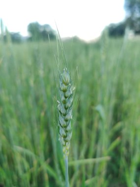 Buğday Mısırı veya Triticum aestivum ekili mahsul
