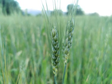 Buğday Mısırı veya Triticum aestivum ekili mahsul