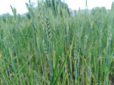 Buğday Mısırı veya Triticum aestivum ekili mahsul