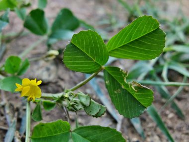 Burr sıhhiyesi, Medicago polimorfa, ama yonca ya da Medicago littoralis