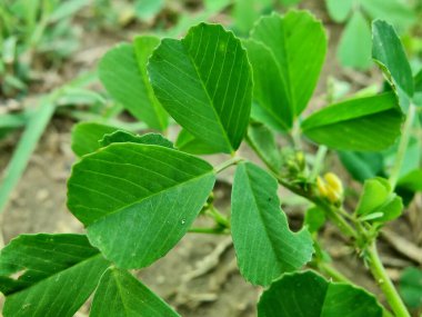 Burr sıhhiyesi, Medicago polimorfa, ama yonca ya da Medicago littoralis