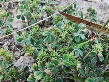 Burr sıhhiyesi, Medicago polimorfa, ama yonca ya da Medicago littoralis