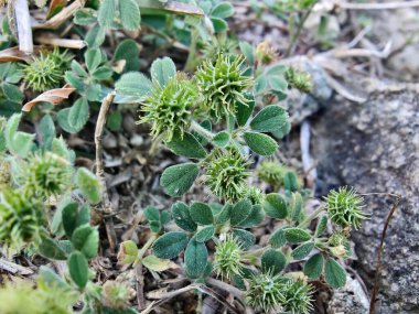 Burr sıhhiyesi, Medicago polimorfa, ama yonca ya da Medicago littoralis