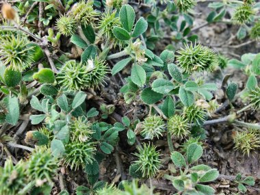 Burr sıhhiyesi, Medicago polimorfa, ama yonca ya da Medicago littoralis