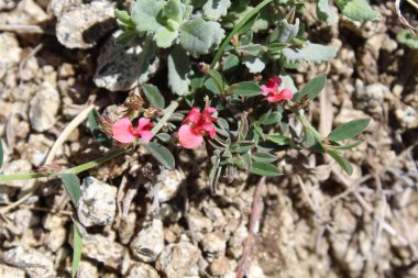 Dar yapraklı çivit ya da İndigofera linifolisi