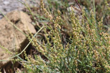 Rumex hastahanesi ya da Arrowleaf Rıhtımı