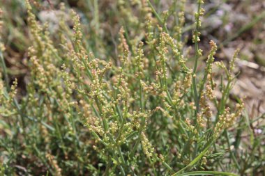 Rumex hastahanesi ya da Arrowleaf Rıhtımı
