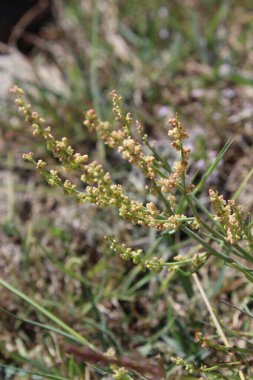 Rumex hastahanesi ya da Arrowleaf Rıhtımı
