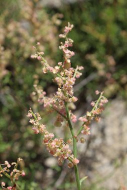Rumex hastahanesi ya da Arrowleaf Rıhtımı