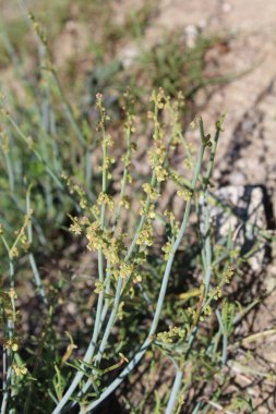 Rumex hastahanesi ya da Arrowleaf Rıhtımı