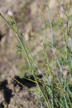 Rumex hastahanesi ya da Arrowleaf Rıhtımı