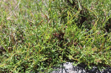 Rumex hastahanesi ya da Arrowleaf Rıhtımı