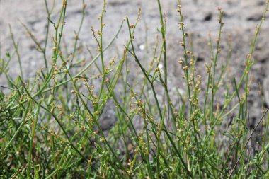 Rumex hastahanesi ya da Arrowleaf Rıhtımı