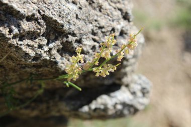 Rumex hastahanesi ya da Arrowleaf Rıhtımı