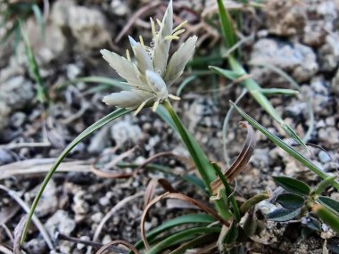 Pamuk Prenses Sedge ya da Cyperus Niveus