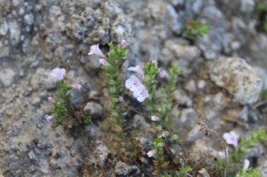 Klinopodyum, calamint, Prostanthera granitica veya granit çalı