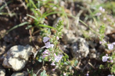 Klinopodyum, calamint, Prostanthera granitica veya granit çalı