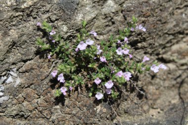 Klinopodyum, calamint, Prostanthera granitica veya granit çalı